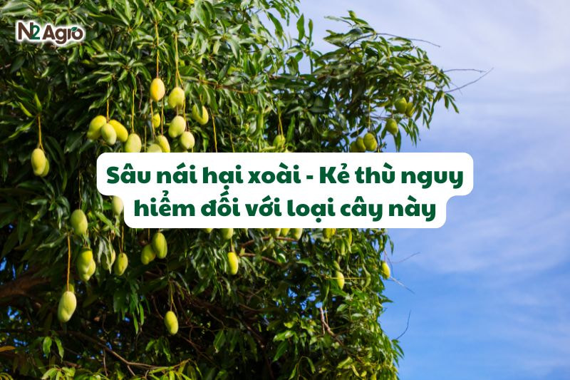 Sâu nái hại xoài - Kẻ thù nguy hiểm đối với loại cây này