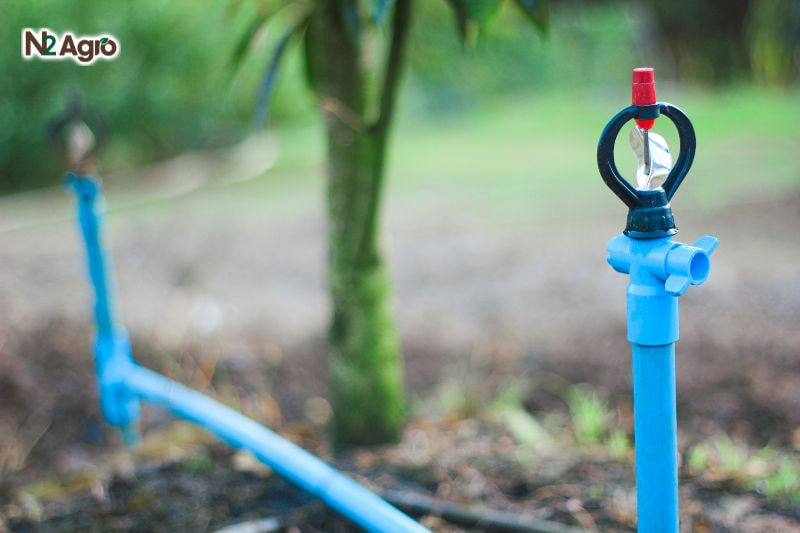 Sầu riêng bị khô đọt – Nguyên nhân và Cách khắc phục Sầu riêng bị khô đọt - Nguyên nhân và Cách khắc phục