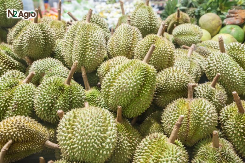 Sầu riêng Cái Mơn – Kỹ thuật chăm sóc và cho năng suất cao Sầu riêng Cái Mơn - Kỹ thuật chăm sóc và cho năng suất cao
