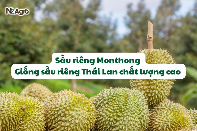 Sầu riêng Monthong - Giống sầu riêng Thái Lan chất lượng cao 