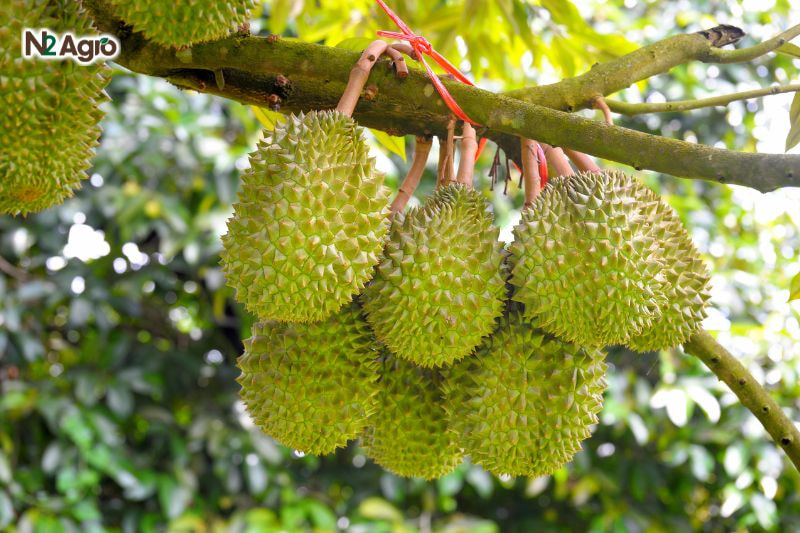 Sầu riêng Ri6 – Giống sầu riêng chất lượng cao, Năng suất tốt Sầu riêng Ri6 - Giống sầu riêng chất lượng cao, Năng suất tốt
