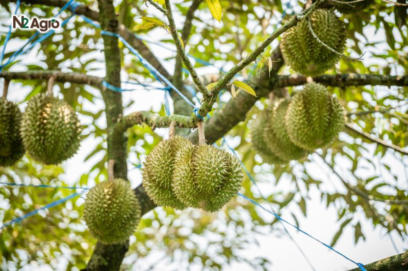 Sầu riêng Ri6 – Giống sầu riêng chất lượng cao, Năng suất tốt Sầu riêng Ri6 - Giống sầu riêng chất lượng cao, Năng suất tốt