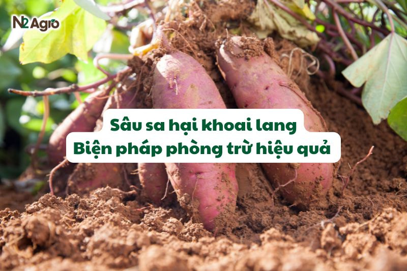 Sâu sa hại khoai lang - Biện pháp phòng trừ hiệu quả
