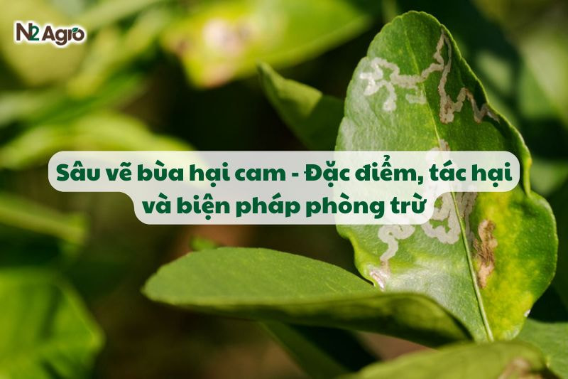Sâu vẽ bùa hại cam - Đặc điểm, tác hại và biện pháp phòng trừ-N2 Agro