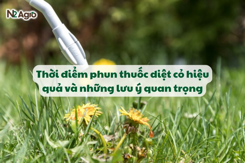 Thời điểm phun thuốc diệt cỏ hiệu quả và những lưu ý quan trọng-N2 Agro
