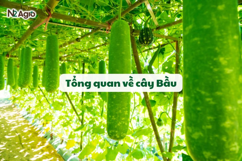 Tổng quan về cây bầu