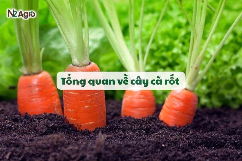 tong quan ve cay ca rot