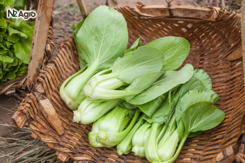 Tổng quan về cây Cải Thìa Tổng quan về cây cải thìa