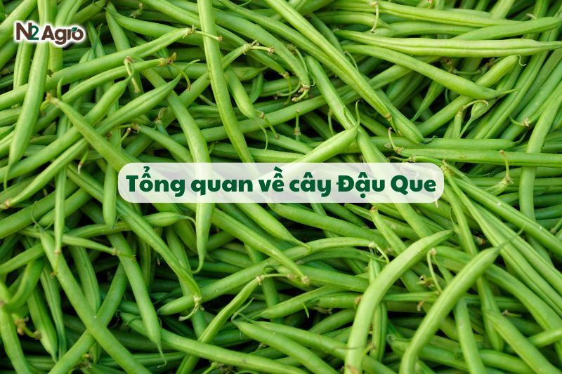 tổng quan về cây Đậu Que-N2 Agro