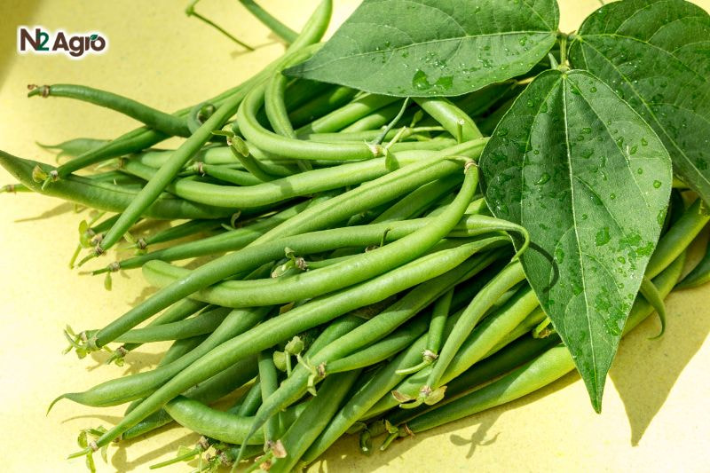 Tổng quan về cây Đậu Que Tổng quan hình thái về cây đậu que dài, xanh, có hạt bên trong
