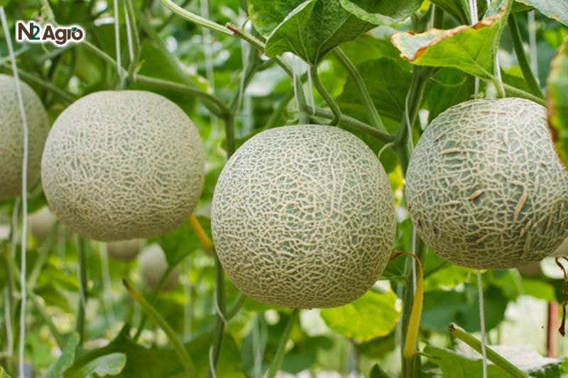 Tổng quan về cây Dưa Lưới Dưa lưới là cây thân bò, có tua cuốn giúp cây leo giàn tốt.