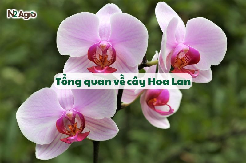 Tổng quan về cây Hoa Lan-N2 Agro