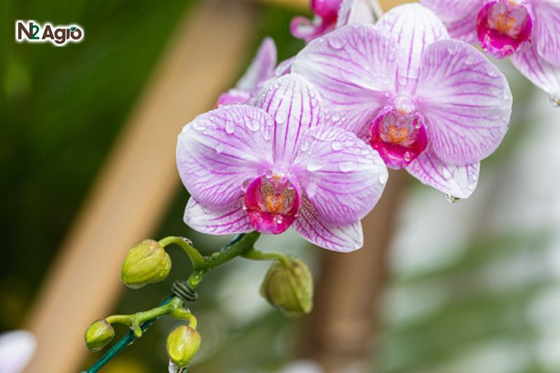 Tìm hiểu tổng quan về đặc điểm hình thái của cây Hoa Lan