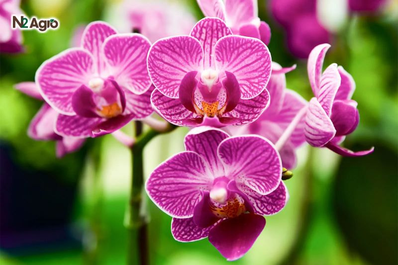 Tổng quan về Hoa Lan Hoa lan có giá trị kinh tế cao, được trồng để kinh doanh và xuất khẩu.