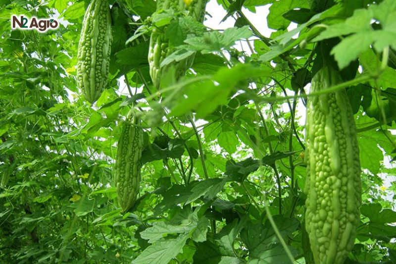 Tổng quan về cây Khổ Qua Các yếu tố ảnh hưởng đến năng suất và sự phát tiển của cây Khổ Qua