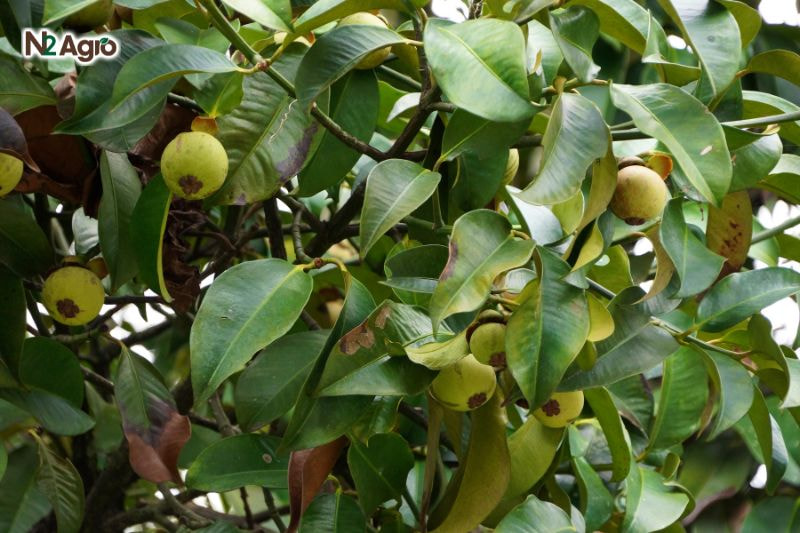 Tổng quan về cây măng cụt