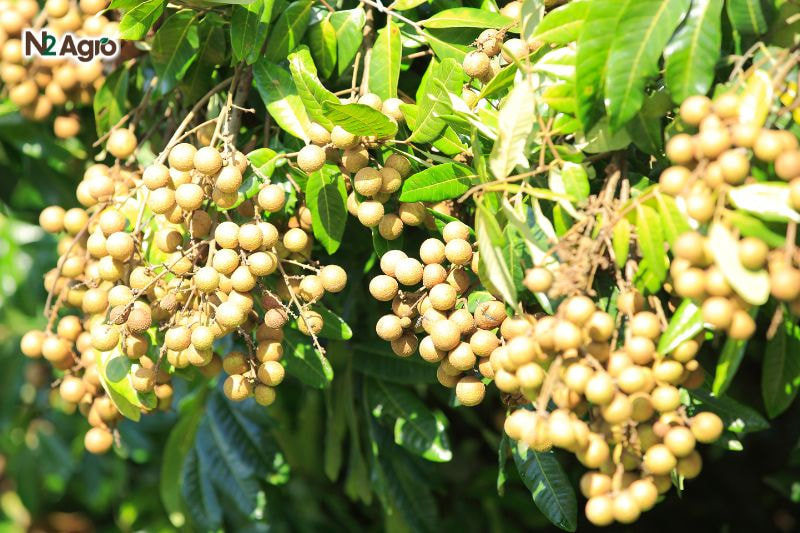 Tổng quan về cây Nhãn Tổng quan về cây Nhãn