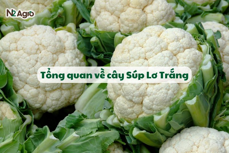 Tổng quan về cây Súp Lơ Trắng-N2 Agro