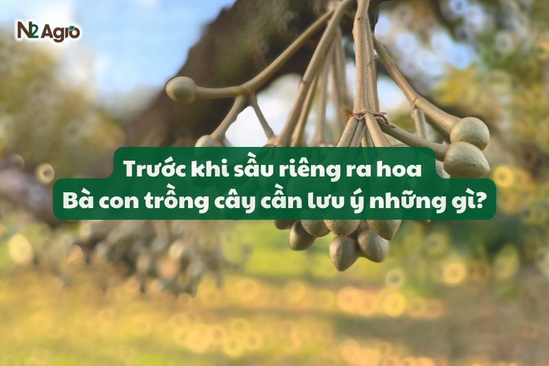 Trước khi sầu riêng ra hoa - Bà con trồng cây cần lưu ý những gì?