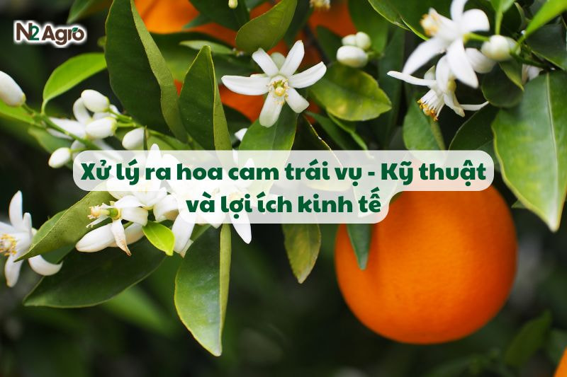 Xử lý ra hoa cam trái vụ - Kỹ thuật và lợi ích kinh tế-N2 Agro