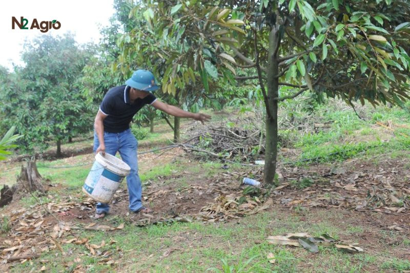 Xử lý ra hoa sầu riêng – Kỹ thuật và lưu ý quan trọng Bón phân cách gốc 2/3 tán cây để đảm bảo cây hấp thụ tốt