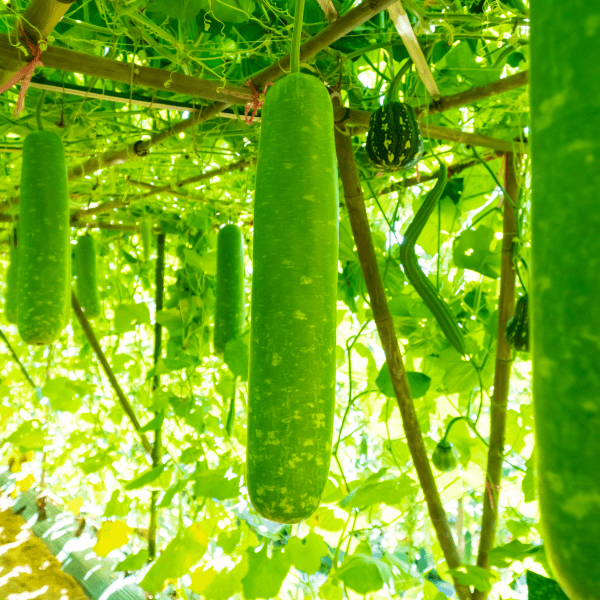 bầu