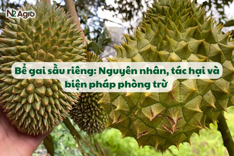 be gai sau rieng va bien phap phong tru
