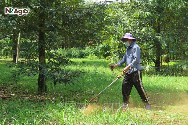 Bệnh cháy bìa lá sầu riêng: Nguyên nhân, biểu hiện và biện pháp phòng trừ hiệu quả Thu gom và tiêu hủy lá, cành nhiễm bệnh bằng cách đốt hoặc chôn sâu