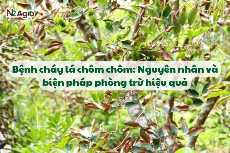 benh chay la chom chom va bien phap phong tru hieu qua N2Agro
