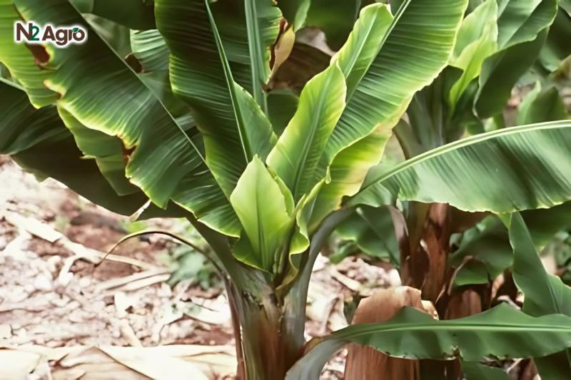 Lá mất khả năng xòe rộng, cuống lá ngắn, màu sắc loang lổ xanh vàng, cây thấp lùn, còi cọc, không phát triển bình thường như cây khỏe mạnh
