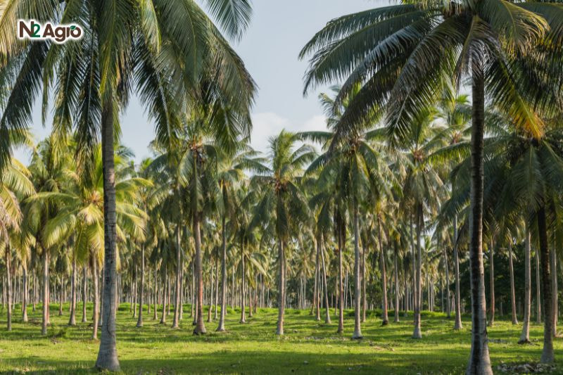 Bệnh đốm lá cây dừa – Triệu chứng, Tác hại và Biện pháp phòng trừ benh dom la cay dua