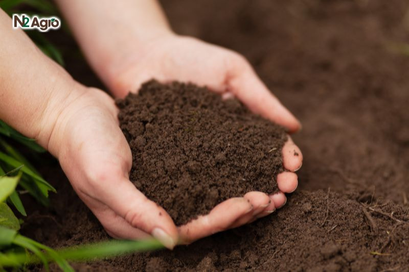 Bệnh đốm lá cây dừa – Triệu chứng, Tác hại và Biện pháp phòng trừ benh dom la cay dua