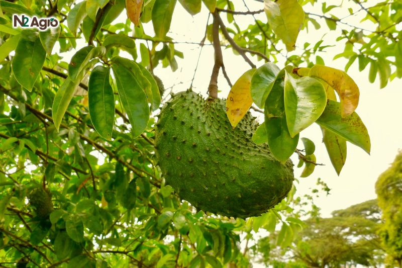 Bệnh đốm lá mãng cầu – Triệu chứng, Tác hại và Biện pháp phòng benh dom la mang cau