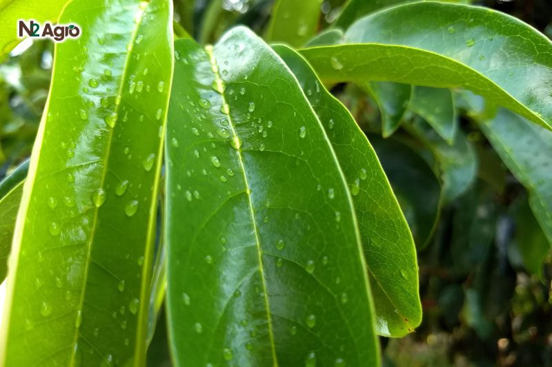 Bệnh đốm lá mãng cầu – Triệu chứng, Tác hại và Biện pháp phòng benh dom la mang cau