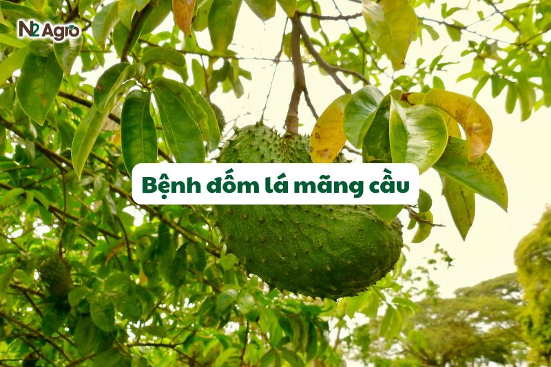 benh dom la mang cau