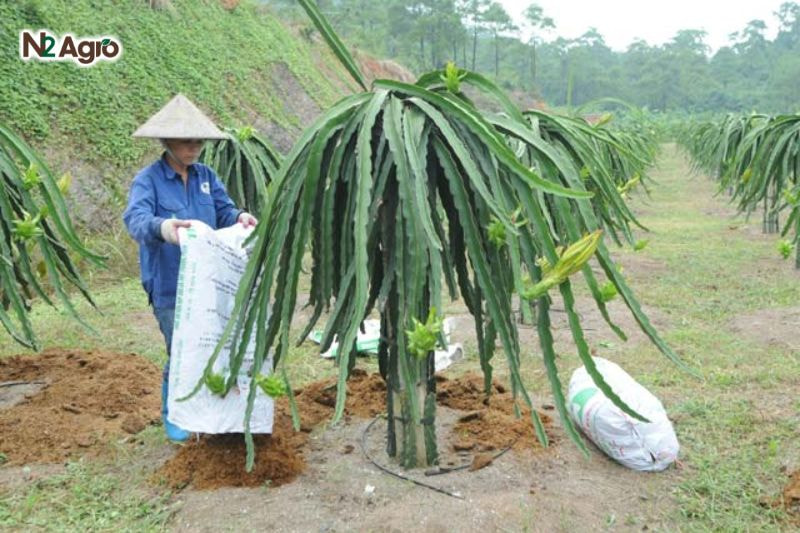Bệnh đốm nâu hại thanh long: Nguyên nhân, triệu chứng và cách phòng trừ Bón phân cân đối, bổ sung phân trung vi lượng