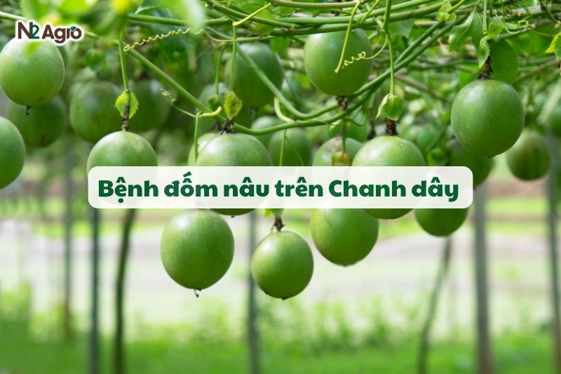 benh dom nau tren chanh day