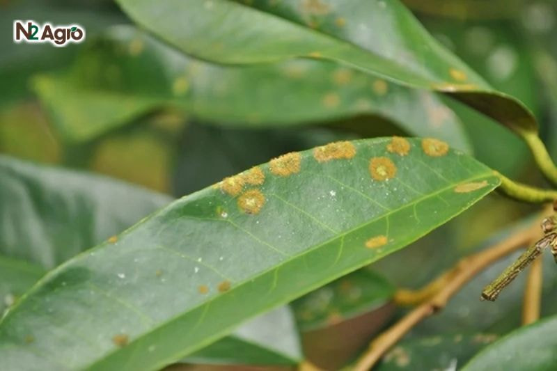 Lá xuất hiện đốm tròn nhỏ, màu xanh rêu hoặc đỏ nâu, có lớp lông nhung mịn, lan rộng thành mảng