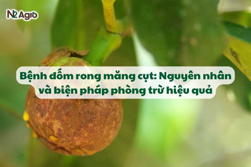 benh dom rong mang cut va bien phap phong tru hieu qua N2Agro