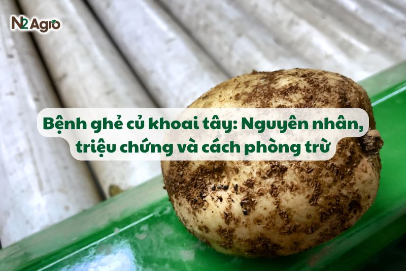 benh ghe cu khoai tay trieu chung va cach phong tru n2agro