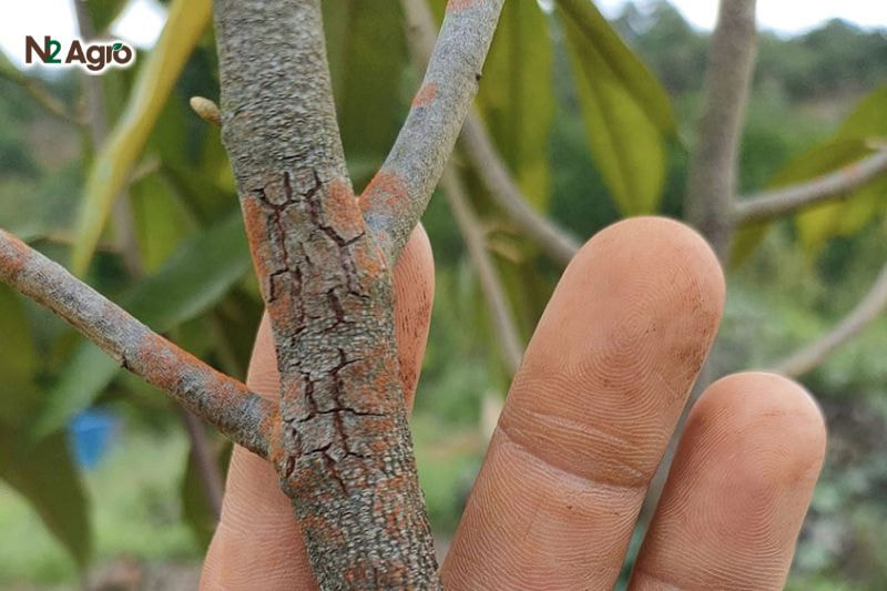 Bệnh nấm hồng trên sầu riêng – Đặc điểm, tác hại và biện pháp phòng trừ Vỏ cây bị tổn thương làm giảm khả năng vận chuyển nước và dinh dưỡng lên các bộ phận khác.