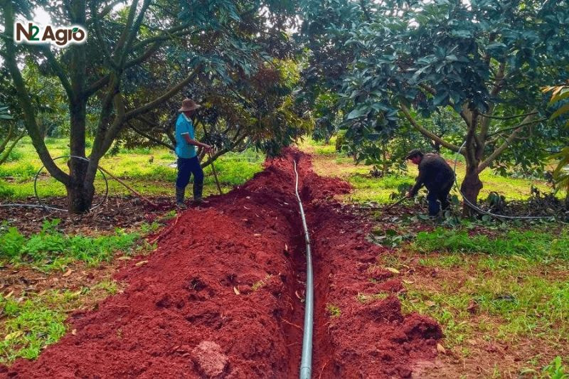 Bệnh nấm hồng trên sầu riêng – Đặc điểm, tác hại và biện pháp phòng trừ Bón phân cân đối, cung cấp đủ dinh dưỡng để tăng sức đề kháng cho cây.