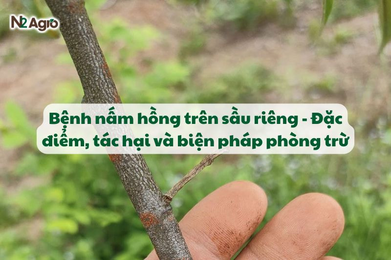 Bệnh nấm hồng trên sầu riêng - Đặc điểm, tác hại và biện pháp phòng trừ-N2 Agro