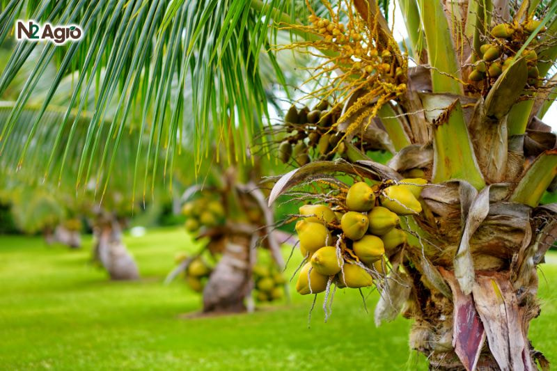 Bệnh nứt rụng trái non trên cây dừa benh nut rung trai non tren cay dua