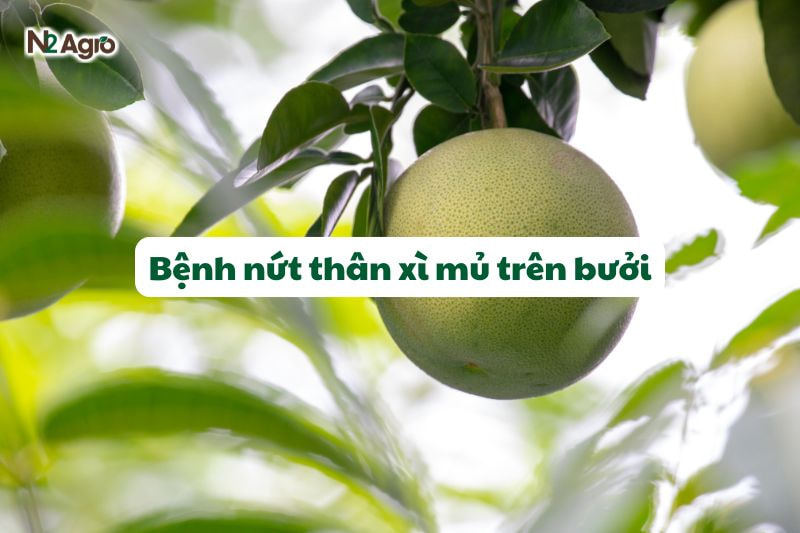 benh nhut than xi mu tren buoi