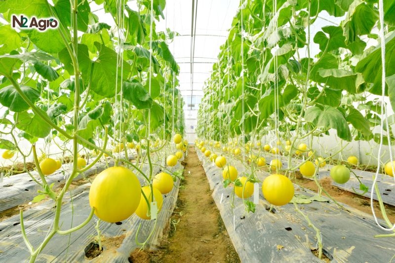 Bệnh phấn trắng hại Dưa lưới benh phan trang hai dua luoi