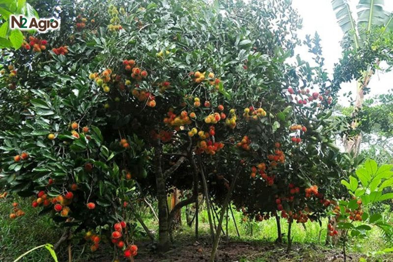 Sử dụng nạng chống đỡ chùm trái, tránh trái tiếp xúc với mặt đất, đồng thời giữ khoảng cách giữa tán cây và đất.
