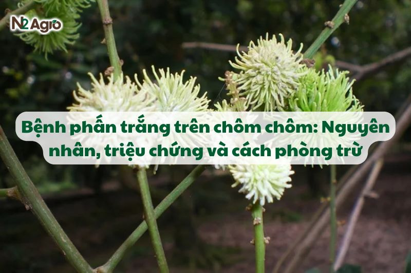 benh phan trang tren chom chom trieu chung va cach phong tru n2agro