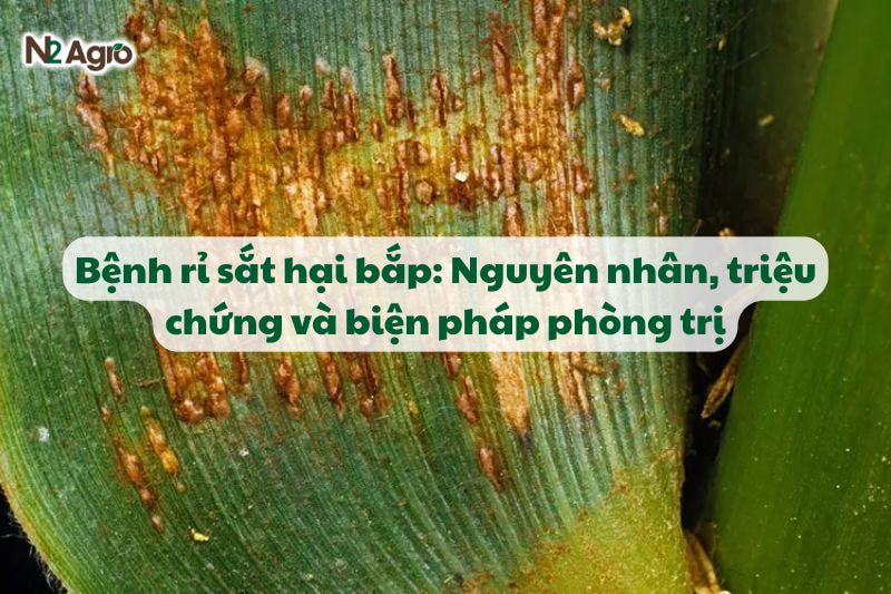 Bệnh rỉ sắt hại bắp: Nguyên nhân, triệu chứng và biện pháp phòng trị-N2 Agro