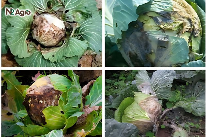 Bệnh sương mai bắp cải: Nguyên nhân, triệu chứng và biện pháp phòng trừ hiệu quả Đốm vàng/nâu lan rộng, không có hình dạng cố định, làm lá mất màu và khô dần.